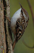 Short-toed Treecreeper