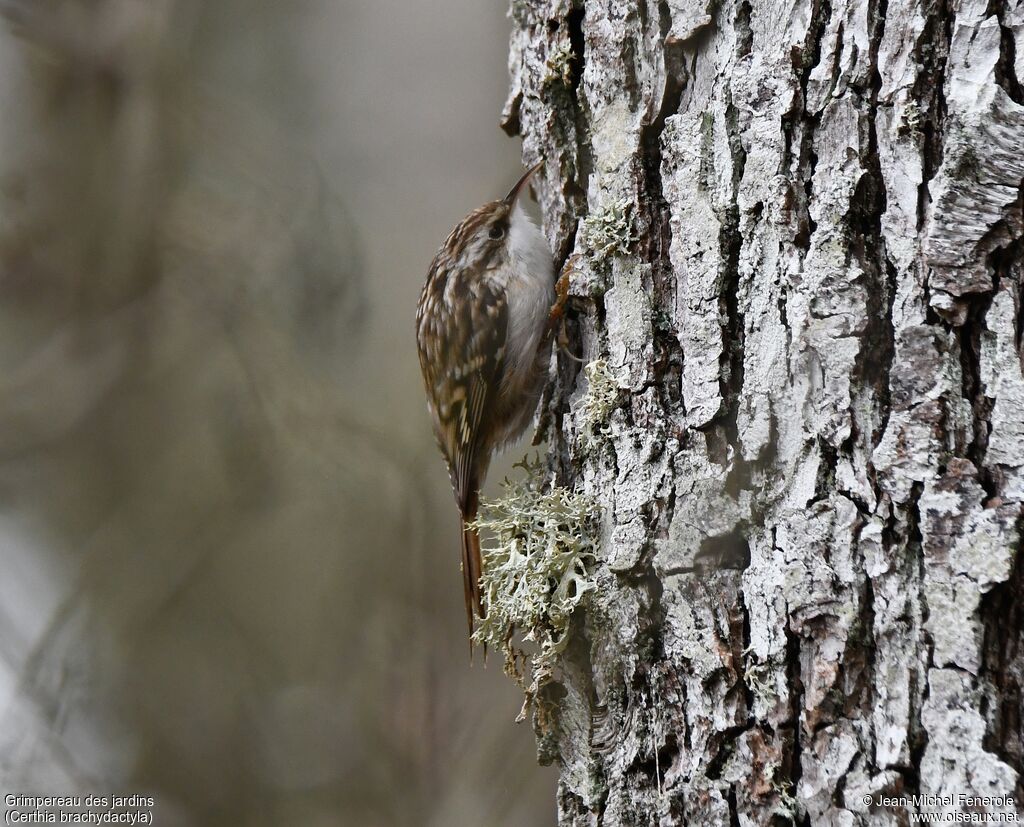 Short-toed Treecreeper