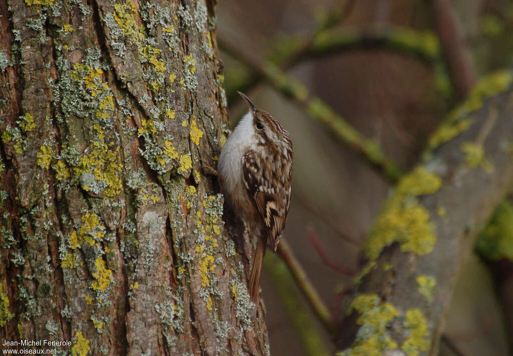 Short-toed Treecreeperadult, identification