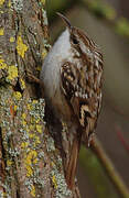 Short-toed Treecreeper