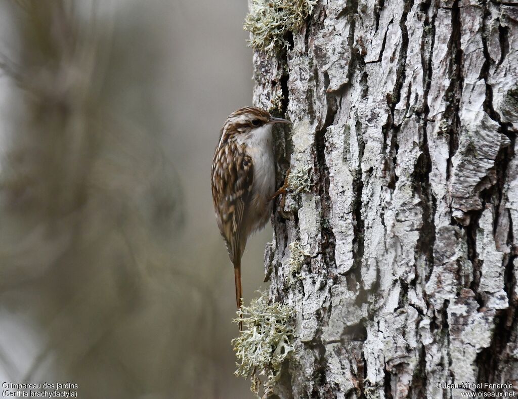 Short-toed Treecreeper