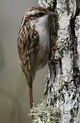 Short-toed Treecreeper