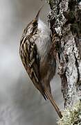 Short-toed Treecreeper