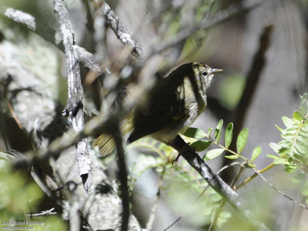 Maui Alauahioimmature, identification