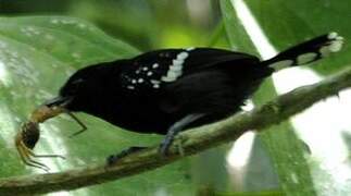 Dot-winged Antwren