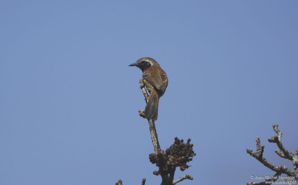 Rusty-backed Antwren male adult