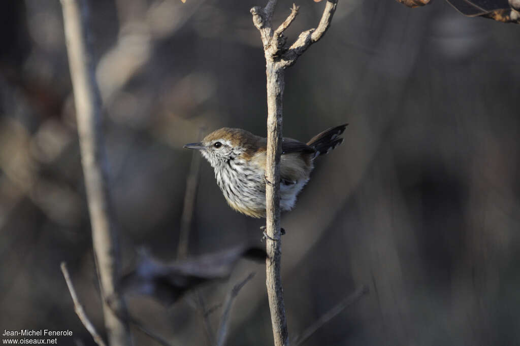 Rusty-backed Antwren female adult, identification