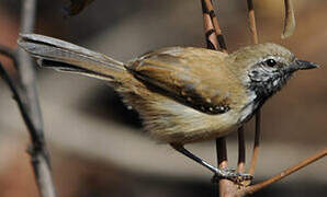 Rusty-backed Antwren