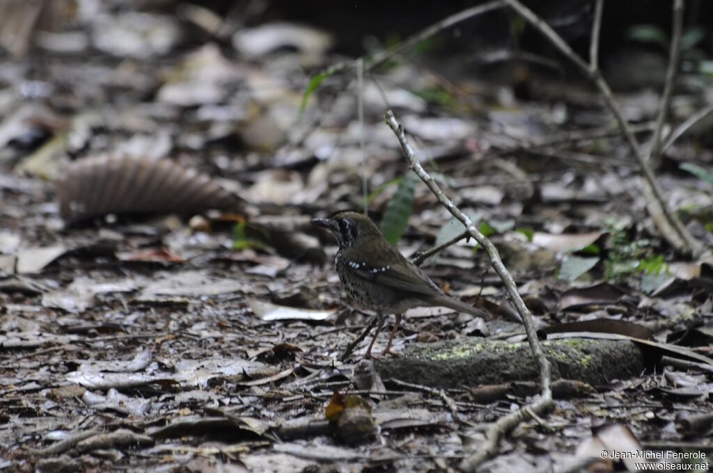 Spot-winged Thrush