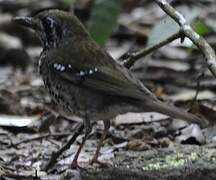 Spot-winged Thrush