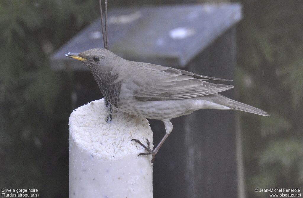 Black-throated Thrushadult, identification