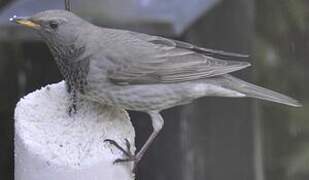 Black-throated Thrush