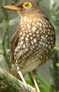 Forest Thrush