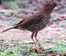 Forest Thrush