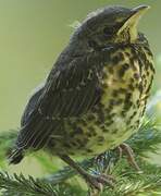 Fieldfare