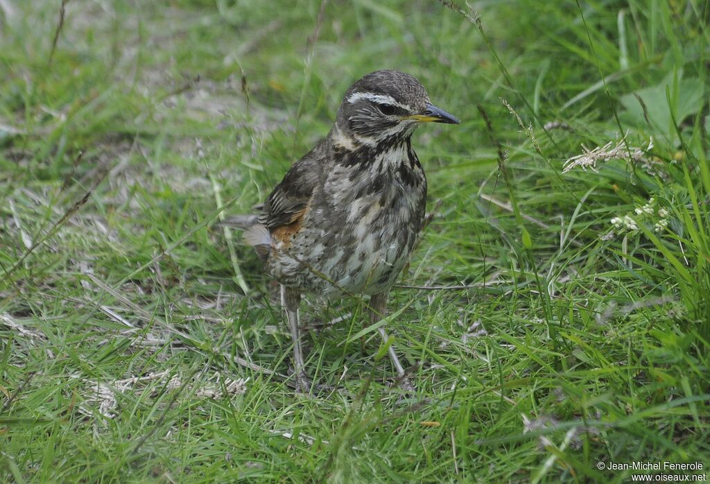 Redwing