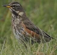 Redwing