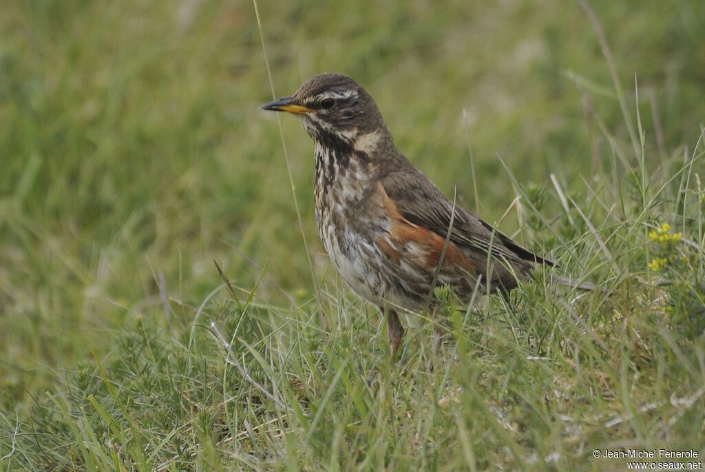 Redwing