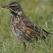 Redwing