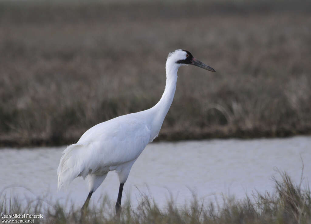 Whooping Craneadult, identification