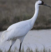 Whooping Crane