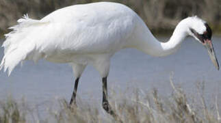 Whooping Crane