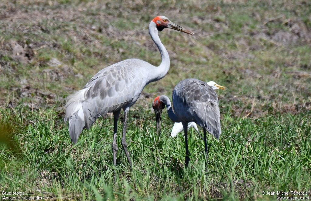 Grue brolga