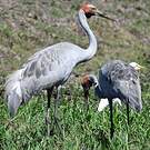 Grue brolga