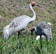 Brolga