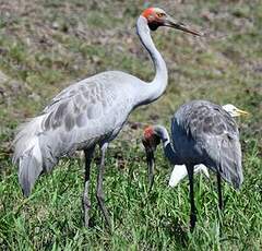 Grue brolga