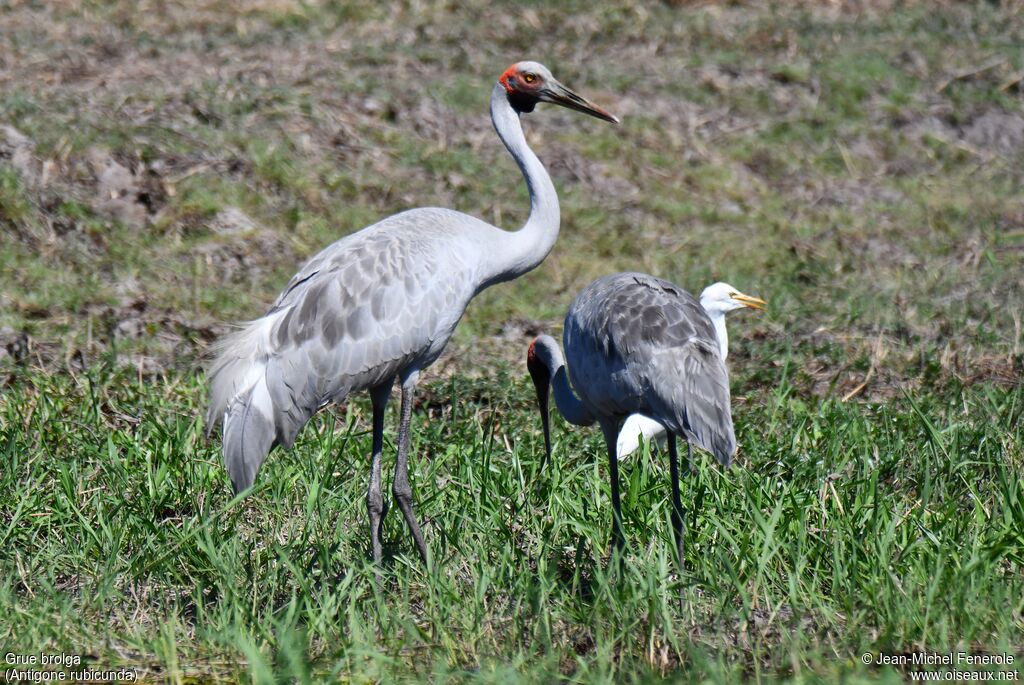 Brolga