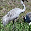 Grue brolga