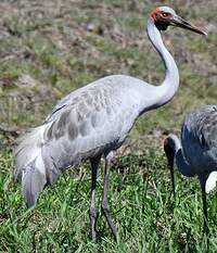 Grue brolga