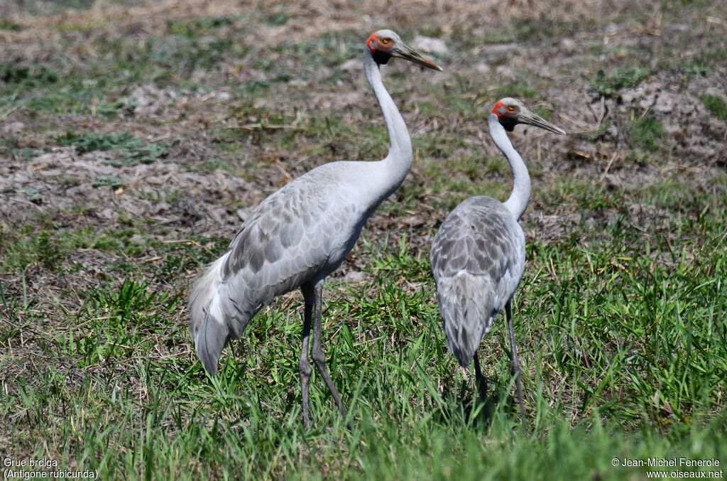 Grue brolga