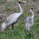 Grue brolga