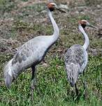 Grue brolga