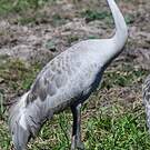 Grue brolga