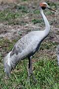 Grue brolga