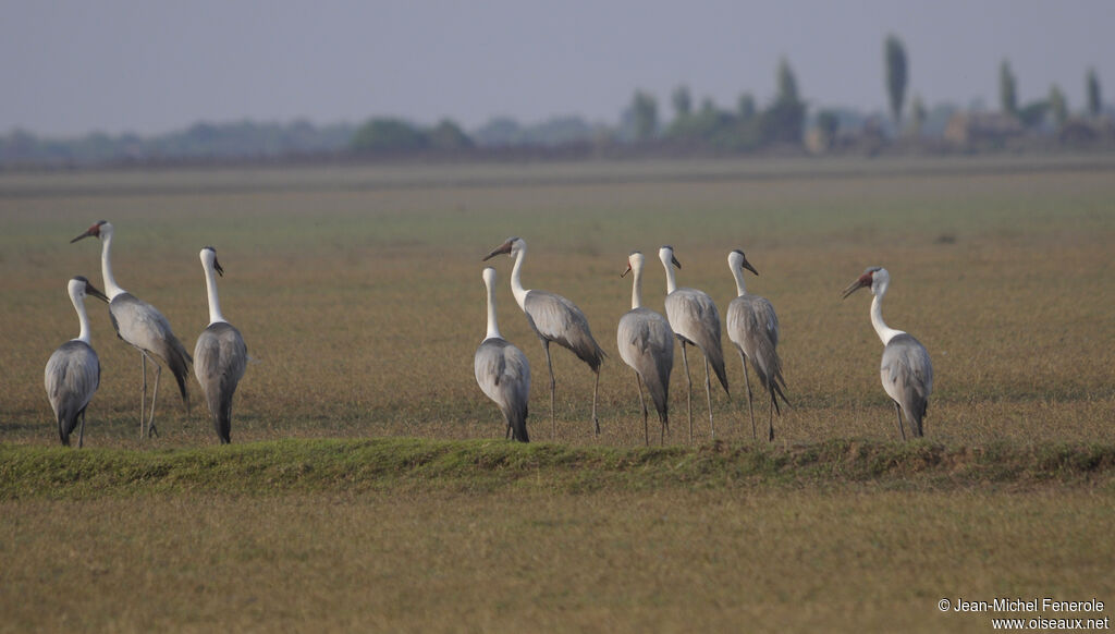 Wattled Crane