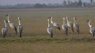 Wattled Crane