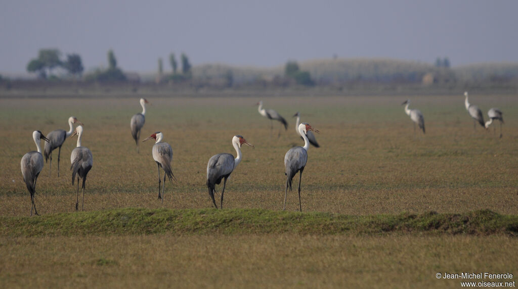 Grue caronculée