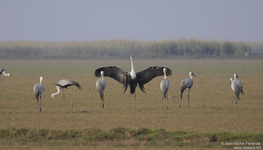 Wattled Crane