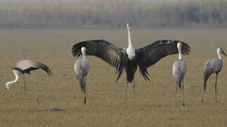 Wattled Crane