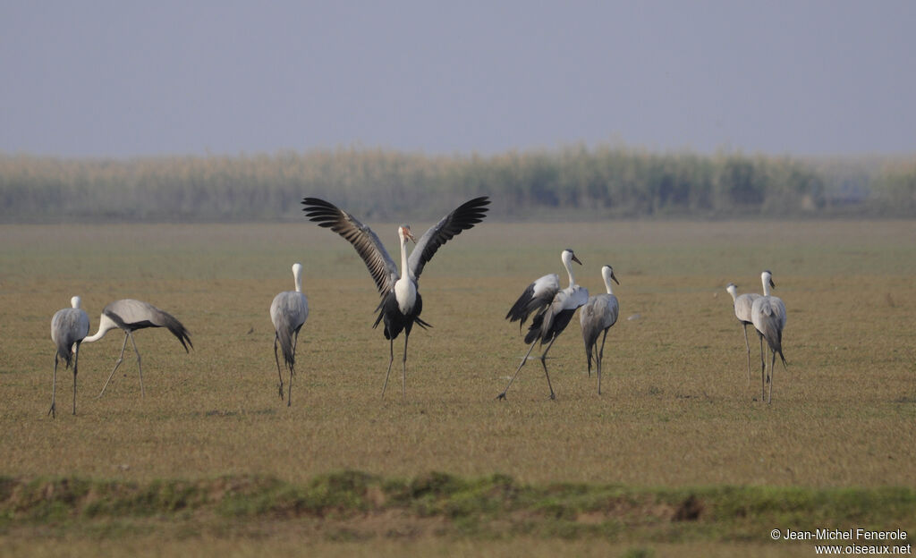 Wattled Crane