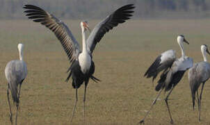 Wattled Crane