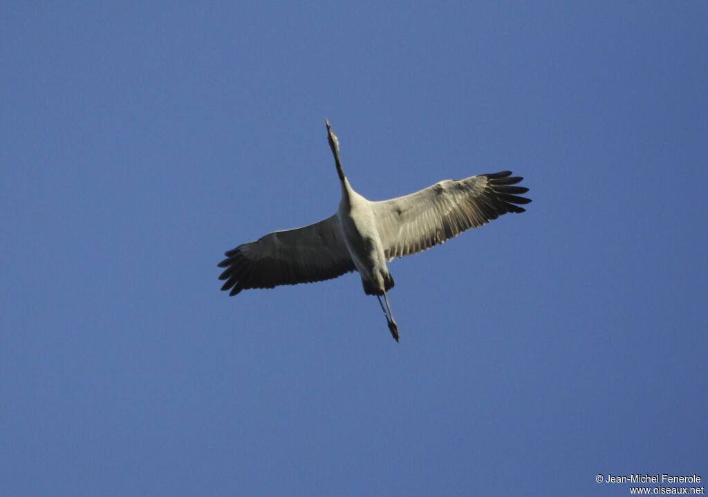 Common Crane