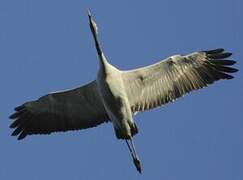 Common Crane