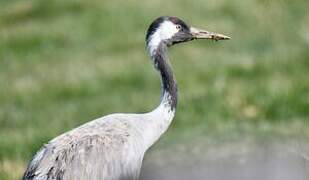 Common Crane