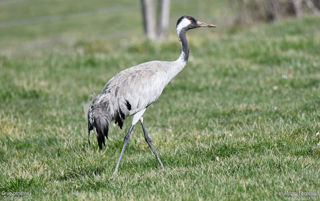 Common Crane