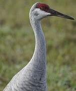 Sandhill Crane